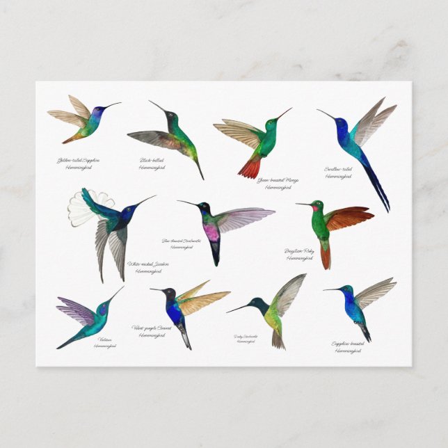Postal Tropical Hummingbirds  (Anverso)