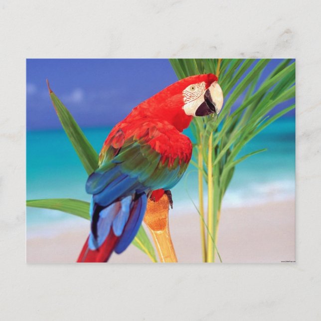 Postal Tropical Scarlet Macaw (Anverso)