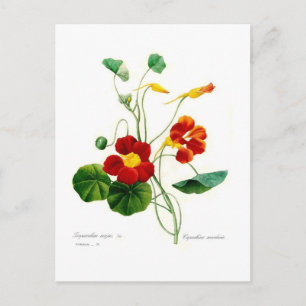 Postal Tropoeolum majus(nasturcio)