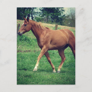 Postal Trot, Scotch
