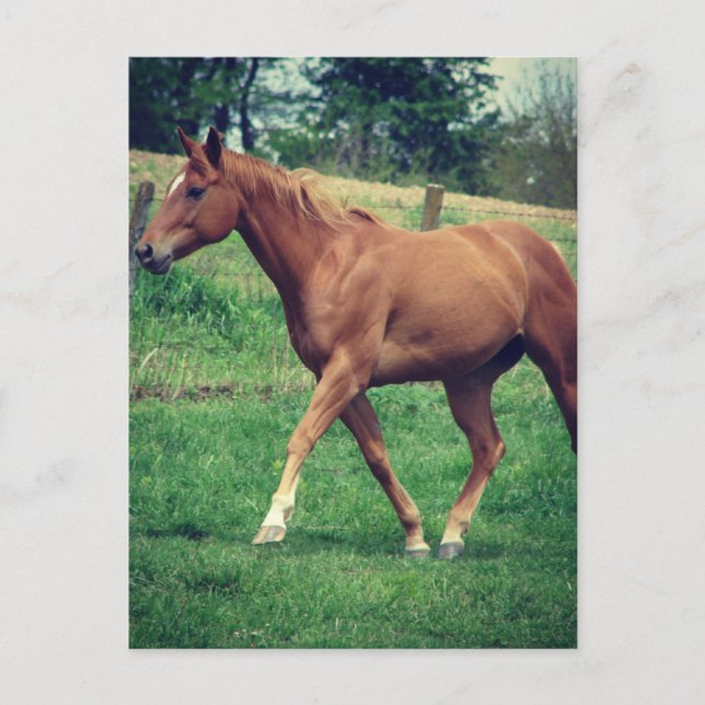 Postal Trot, Scotch (Anverso)