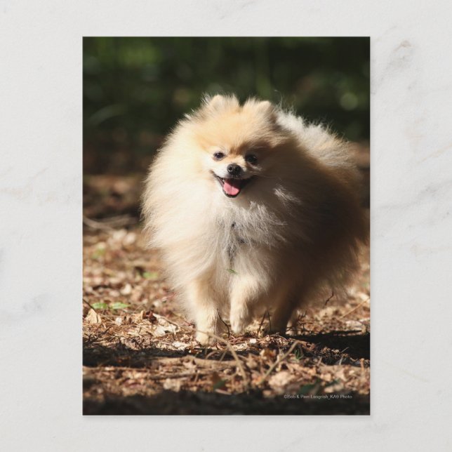 Postal Trotting Pomerania en las hojas caídas (Anverso)