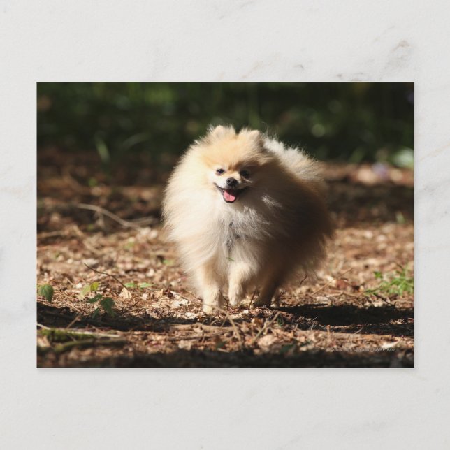 Postal Trotting Pomerania en las hojas caídas (Anverso)
