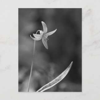 Postal Trout Lily