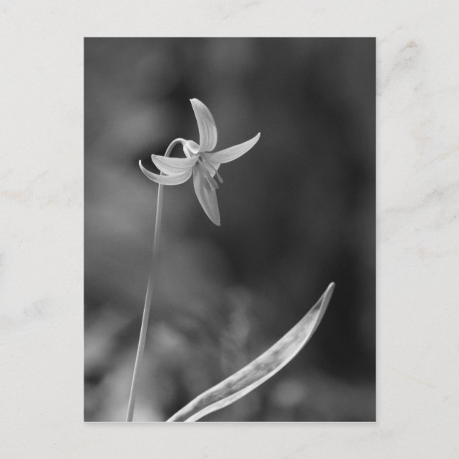 Postal Trout Lily (Anverso)
