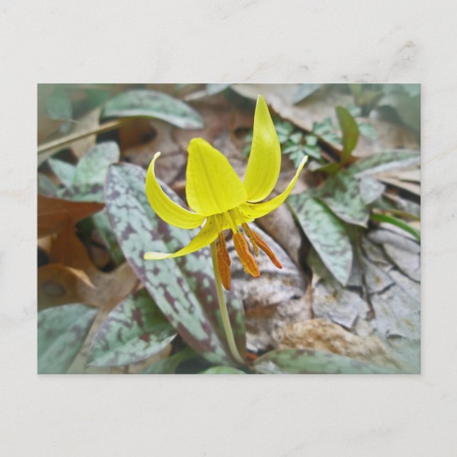 Postal Trout Lily Wildflower - Erythronium americanum (Anverso)