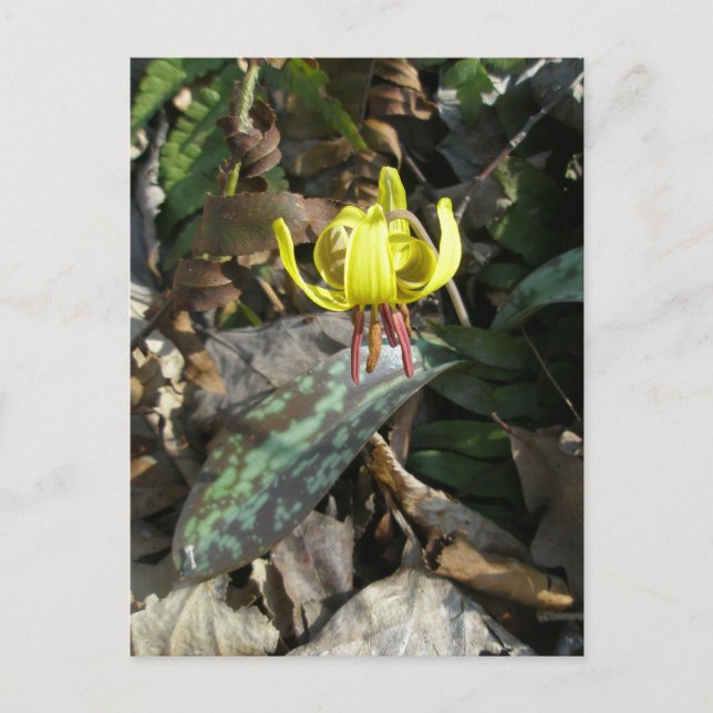 Postal Trout Lily Wildflower - Erythronium americanum (Anverso)