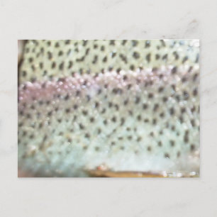 Postal Trucha arco iris