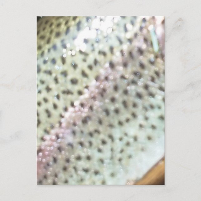 Postal Trucha arco iris (Anverso)