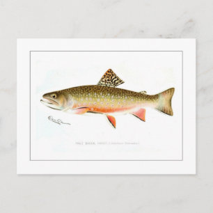 Postal Trucha de Brook para hombres
