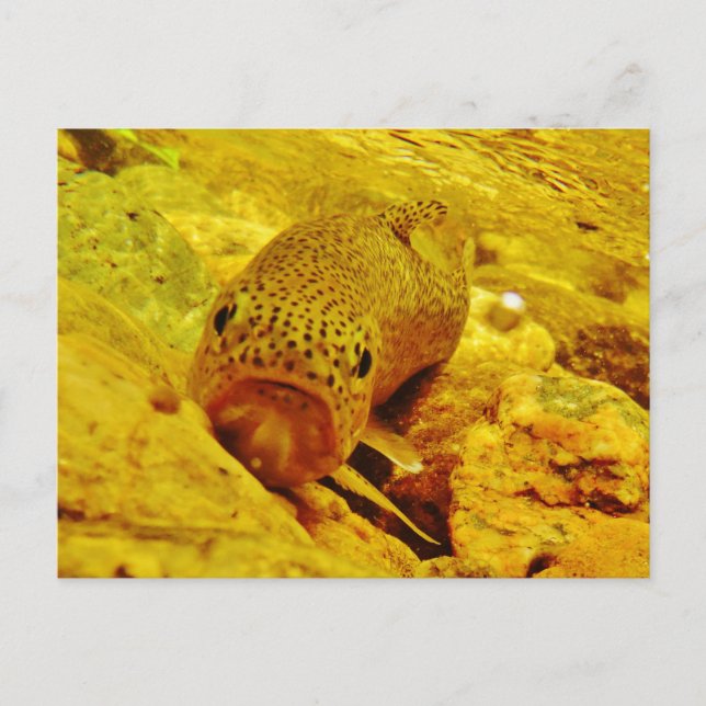 Postal Truco en la corriente (Anverso)