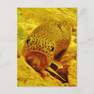 Postal Truco en la corriente