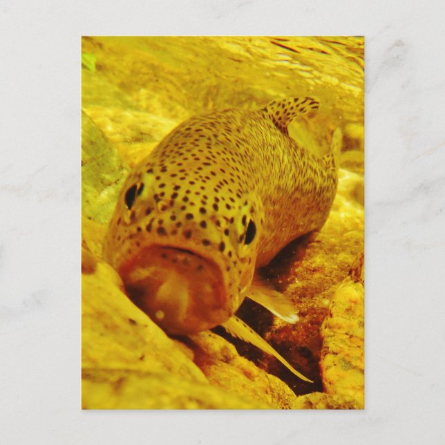 Postal Truco en la corriente (Anverso)