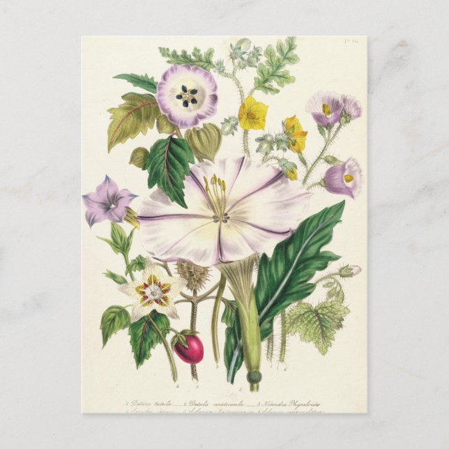 Postal Trumpet del diablo, plato 46 de 'Las Damas' (Anverso)