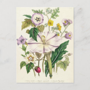 Postal Trumpet del diablo, plato 46 de 'Las Damas'