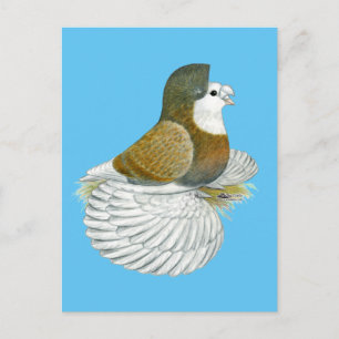 Postal Trumpeter Pigeon AOC Baldhead