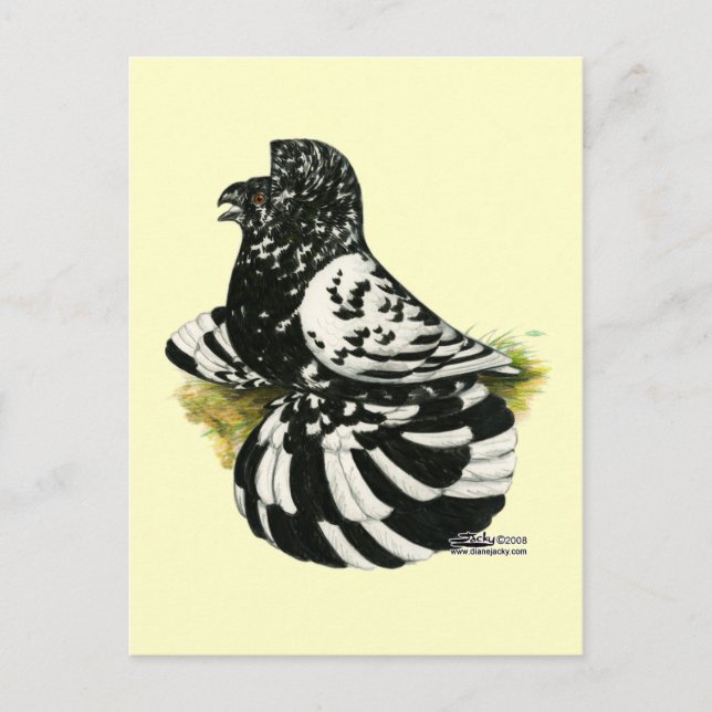 Postal Trumpeter Pigeon Dark Splash (Anverso)