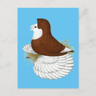 Postal Trumpeter Pigeon Red Baldhead