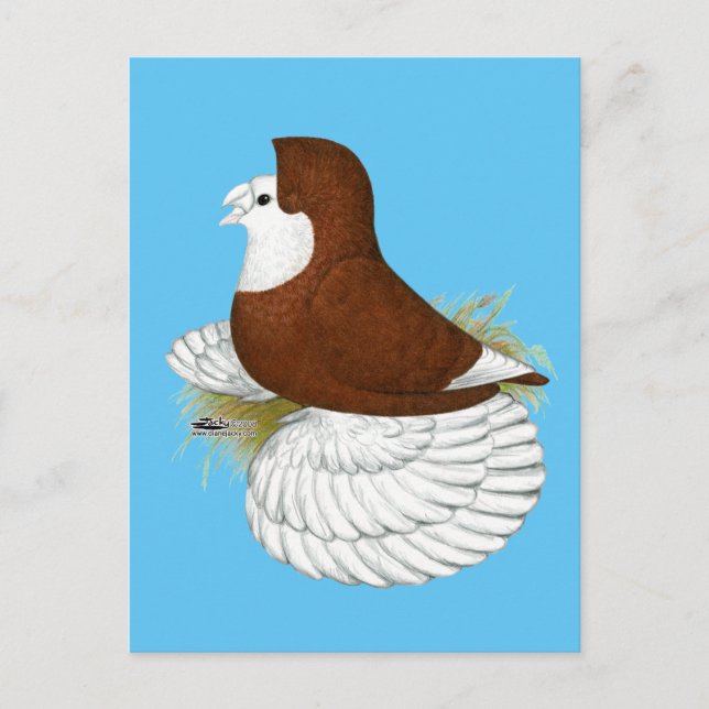 Postal Trumpeter Pigeon Red Baldhead (Anverso)
