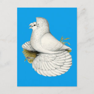 Postal Trumpeter Pigeon White