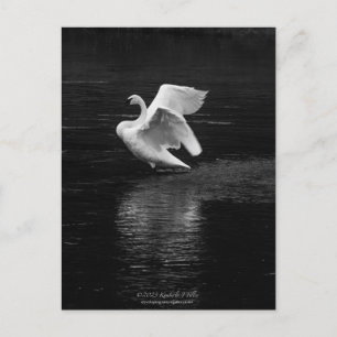 Postal Trumpeter Swan b/w