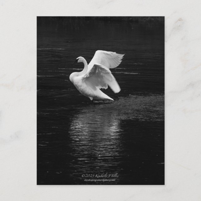 Postal Trumpeter Swan b/w (Anverso)