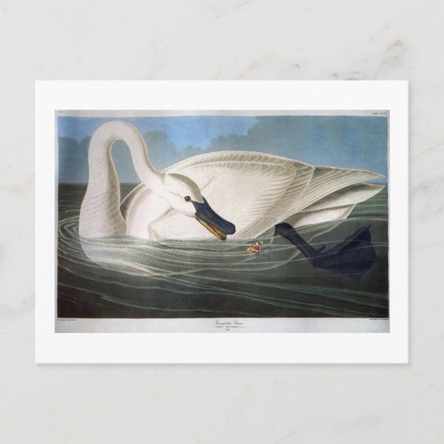 Postal Trumpeter Swan, Bella Artes John James Audubon (Anverso)