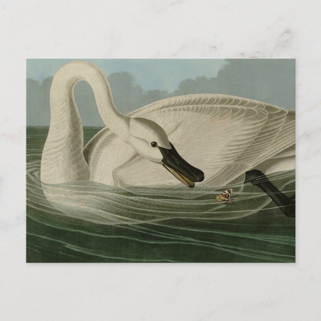 Postal Trumpeter Swan - de los pájaros de Estados Unidos  (Anverso)