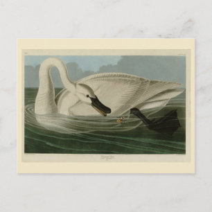 Postal Trumpeter Swan - de los pájaros de Estados Unidos 