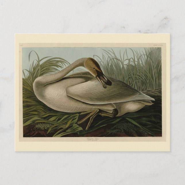 Postal Trumpeter Swan - de los pájaros de Estados Unidos  (Anverso)