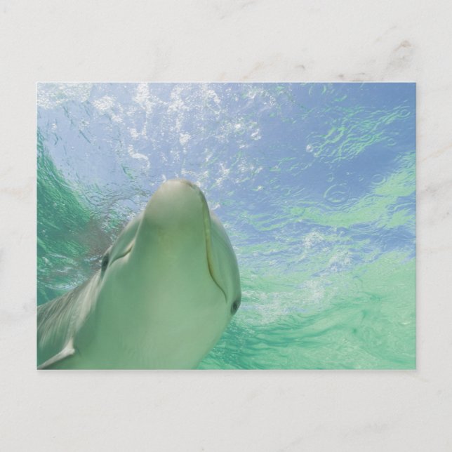 Postal Truncatus) del Tursiops de los delfínes de (Anverso)