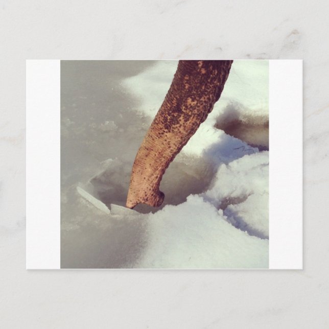 Postal Trunk elefante (Anverso)