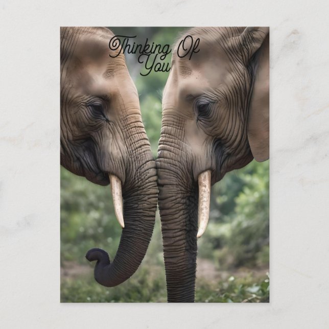Postal "Trunk to Trunk: A Gentelphant Embrace" (Anverso)
