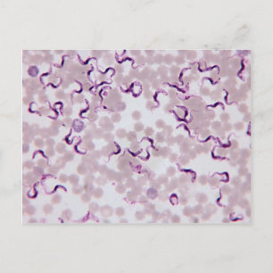 Postal Trypanosoma de parásito de sangre