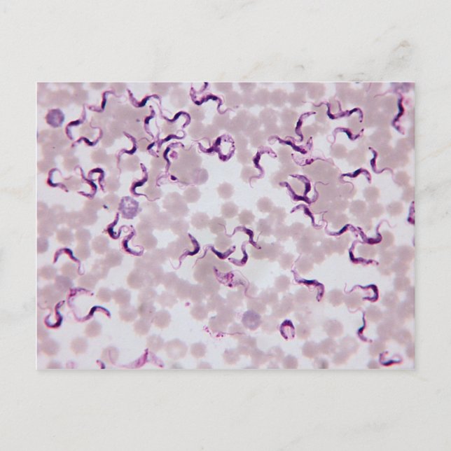 Postal Trypanosoma de parásito de sangre (Anverso)