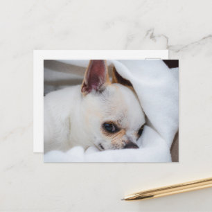 Postal Tu mascota perro cachorro personalizado foto chihu