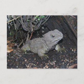 Postal Tuatara