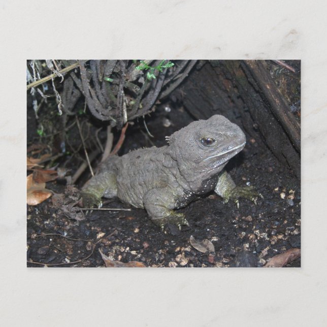 Postal Tuatara (Anverso)