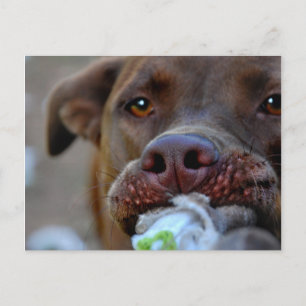 Postal Tubería de cachorro de chocolate de laboratorio