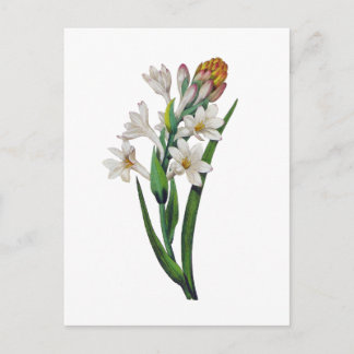 Postal Tuberosa por Pierre Joseph Redoute