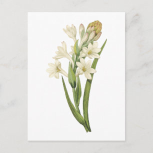 Postal tuberosa (Tuberosa sp.) de Redouté