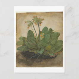Postal Tubo de galletas por Albrecht Durer