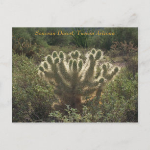 Postal Tucson Arizona