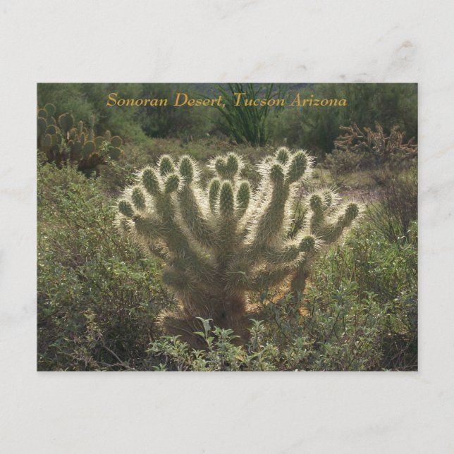 Postal Tucson Arizona (Anverso)