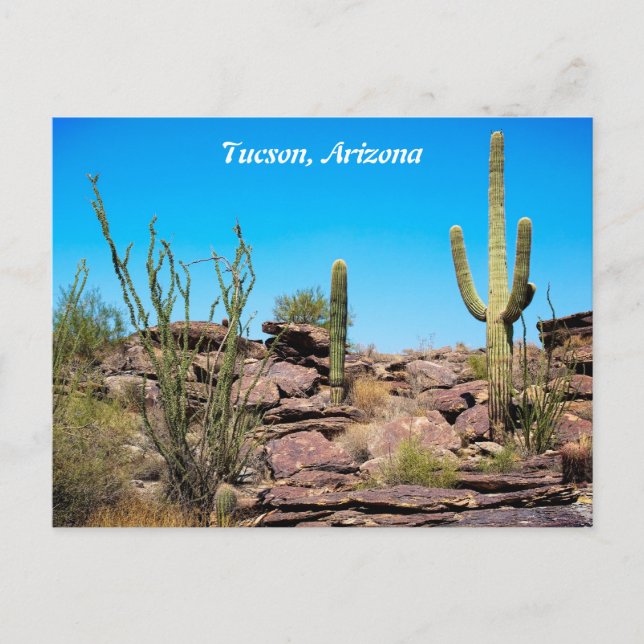 Postal Tucson Arizona, Desert Southwest, Cacti Postcard (Anverso)