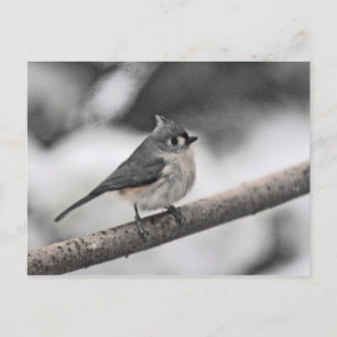 Postal Tufted Titmouse