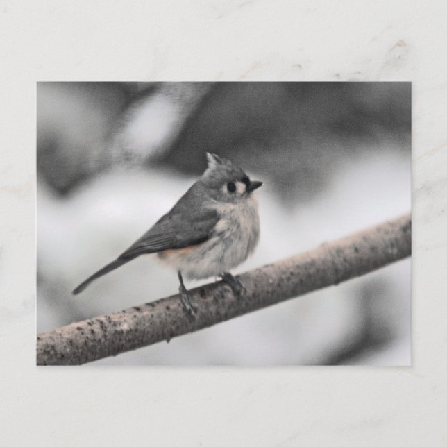 Postal Tufted Titmouse (Anverso)
