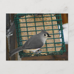 Postal Tufted Titmouse