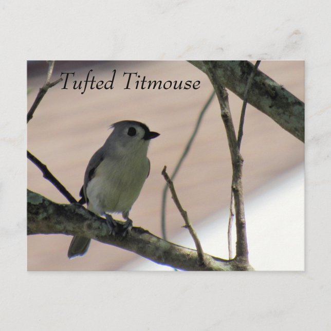 Postal Tufted Titmouse - Aprender Postcard - Florida (Anverso)