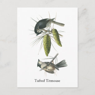 Postal Tufted Titmouse, John Audubon